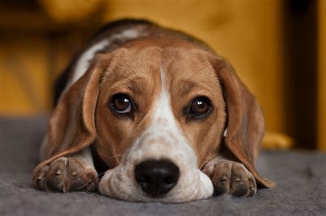 ¿cómo Ayudar A Un Perro Triste Yo Deprimido