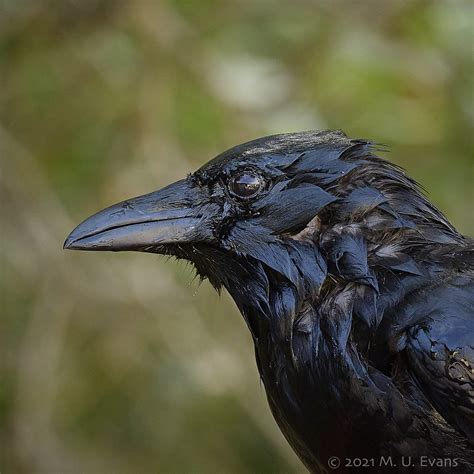 American Crow Corvus Brachyrhynchos San Diego Hillcrest Flickr