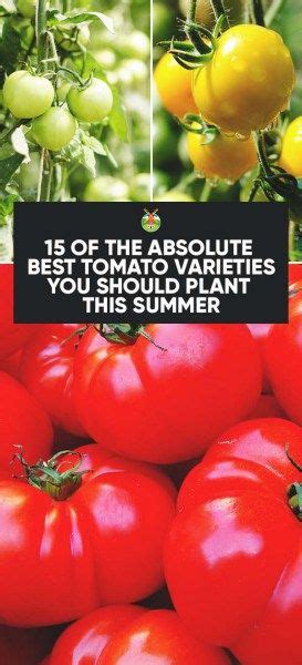 15 Of The Absolute Best Tomato Varieties You Should Plant This Summer