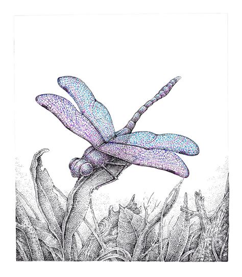 Drawing A Dragonfly Stippling With Pen And Ink