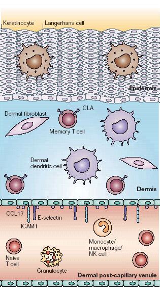 Immune Response Elements In Non Inflamed Skin Human Skin Is Composed