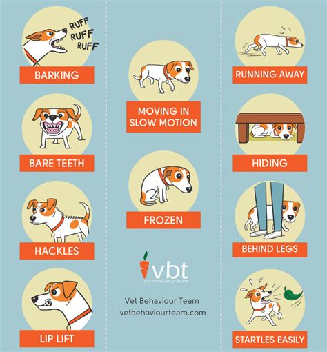 Severe Stress Signs In Dogs Infographic Conestoga Animal Hospital