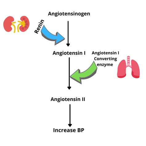 Ace Inhibitors Mechanism Of Action â€ Medical Hex