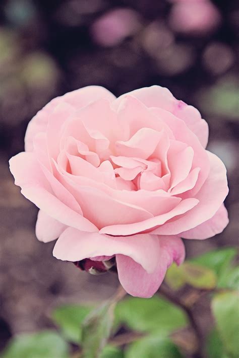 In And Out Of The Garden Birth Flower For June Rose