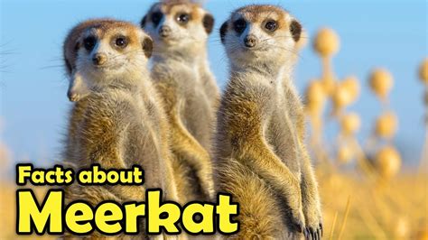 What Is A Meerkat Fascinating Facts About Meerkats Youtube