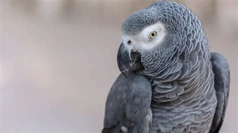 The Gray Of Gabon A Smart Parrot African Grey The Smart Parrot