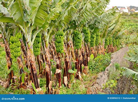 Banana Plantation Stock Photo Image Of Scenics Field 83896512