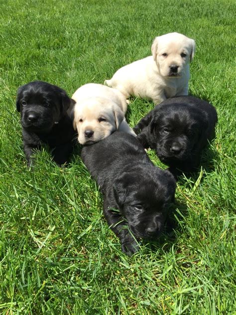 Labrador retrievers in all colors from the finest field trial champions for use as gun dogs, field trial competitors and family companions. Black (and Yellow) Lab Puppies!! | Lab puppies