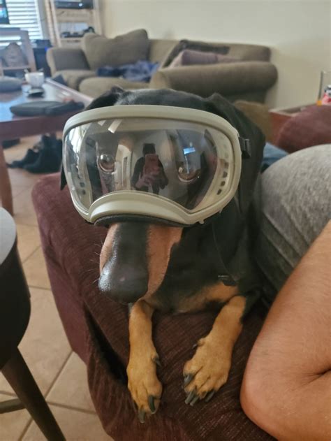 A Dog With Goggles Meme Guy
