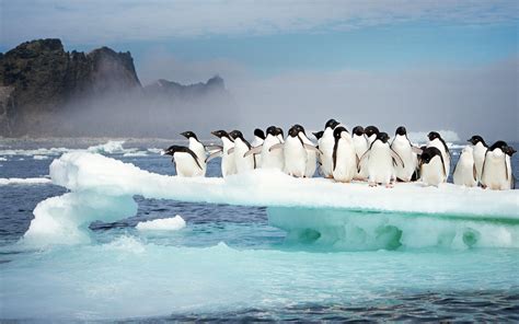 アデリーペンギン、島、南極大陸、2019、bing、デスクトッププレビュー