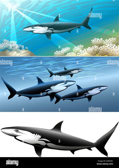 Conjunto De Tiburones Incluyendo Tres Imágenes Tiburón Aislados En