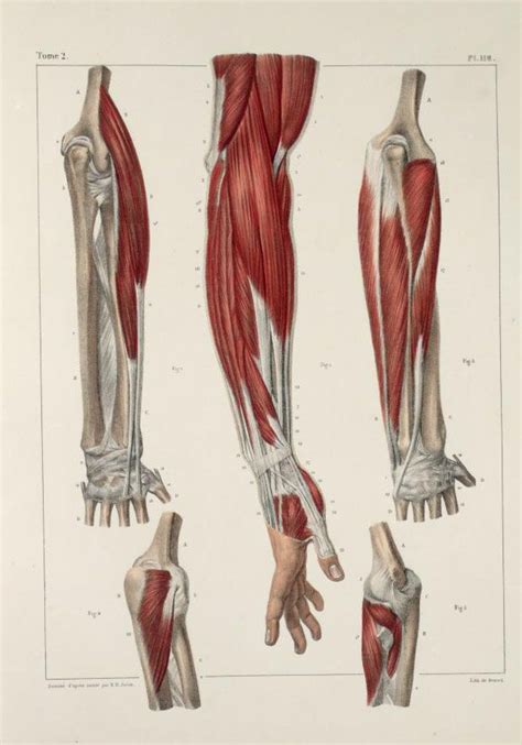 Inspirational Artworks Anatomy Images Arte De Anatomía Humana