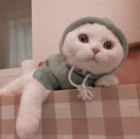 100 Cute Cats Aesthetic That Will Make Your Feed Look Adorable