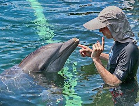 Scientists Claim Image Displays What Dolphins See With Sound Using