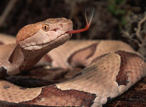 Copperhead Snake With A Flicking Tongue