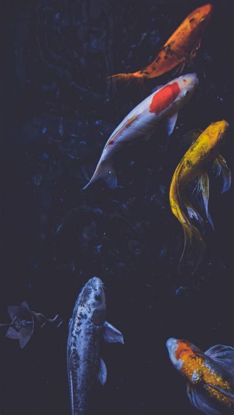 Koi Fish Aesthetic Wallpaper Ipanemabeerbar