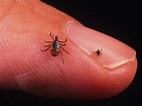 Lyme Disease – Know the Signs and Symptoms