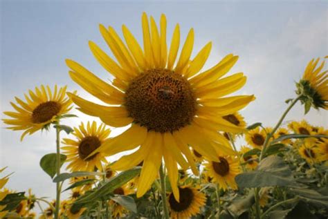 Cara menanam bunga matahari sebaiknya dilakukan di tempat terbuka dan terkena sinar matahari dengan menggunakan biji bunga. Berwisata ke Kebun Bunga Matahari di Thailand | Republika ...