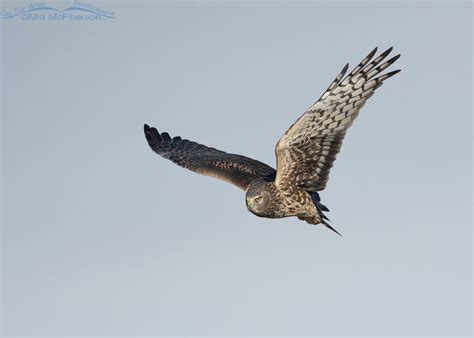 Adult Female Northern Harrier On The Wing Mia Mcpherson S On The Wing