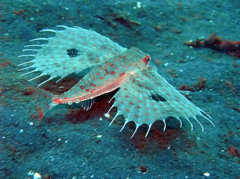 Oriental Flying Gurnard Fish Weird Sea Creatures Deep Sea Animals