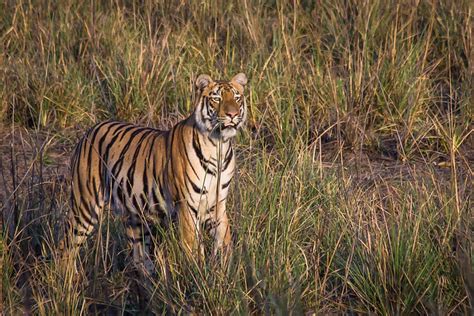Female Tiger Standing In Grassland Flickr Photo Sharing