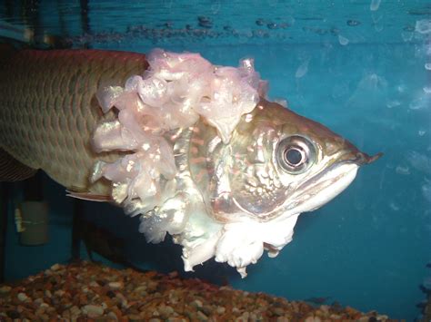 Origin and Introduction about Arowana Fish