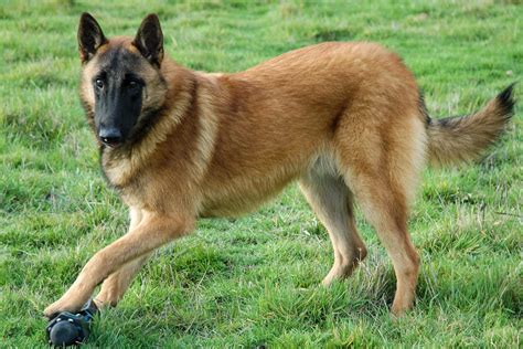 Belgian Malinois Dog Breed Characteristics And Care