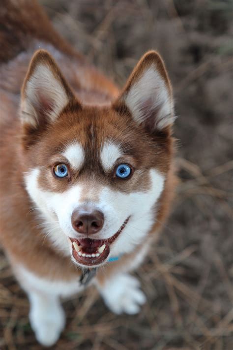 Alaskan Klee Kai Dog Breed Information And Pictures Dogtime Husky