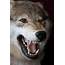 Snarling Wolf Stock Photos Pictures & Royalty Free Images  IStock