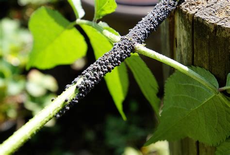Blattläuse (aphidoidea) gehören zu den pflanzenläusen (sternorrhyncha) und sind hierzulande unter den insekten der häufigste schädling im garten. Blattläuse bekämpfen - Pflanzenläuse kleine lästige Biester
