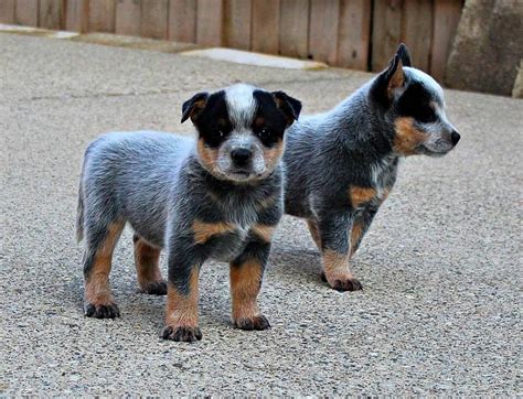 Two Small Dogs Standing Next To Each Other On Top Of A Cement Ground In