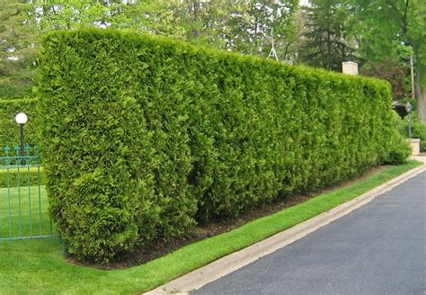 Privacy Hedges Best Privacy Trees Hedges And Shrubs With Landscaping