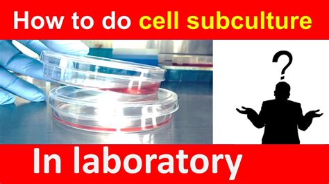 Cell Subculture Procedure In Laboratory 2020 Youtube
