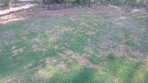 Bermuda Grass Problem Lawn Care And Landscaping