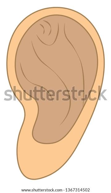 Anatomy Human Ear Vector Stock Vector Royalty Free 1367314502