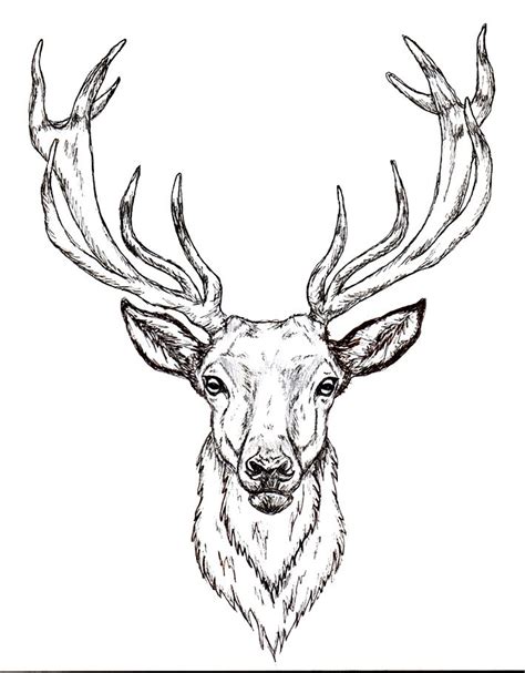 Stag Own Sketch Deer Head Tattoo Head Tattoos Body Art Tattoos