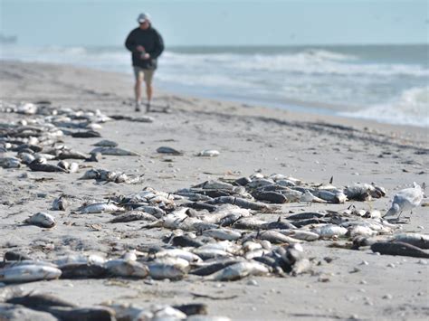 Red Tide Kills Thousands Of Fish News Sarasota Herald Tribune Sarasota Fl