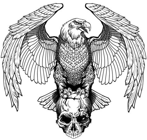 Eagle Skull Drawing