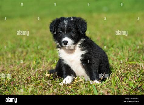 Border Collie Puppy Lying In A Meadow Stock Photo Alamy