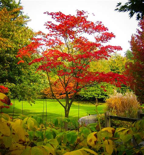 Fernleaf Full Moon Japanese Maple Trees For Sale The Tree Center