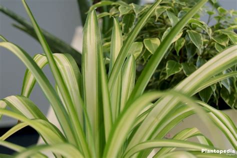 Arrange a few on an indoor wall and frame with other low light houseplants, and bring the jungle indoors. Best indoor plants low light, low light houseplants - Plantopedia