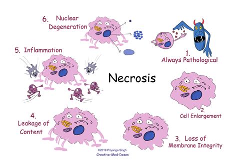 Necrosis Vs Apoptosis Six Major Differences Creative Med Doses