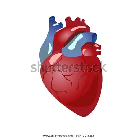 Human Heart Anatomy Organs Symbol Vector Stock Vector Royalty Free 1477272080