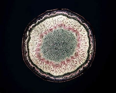 Light Micrograph Lm Transverse Section Of A Stem Of