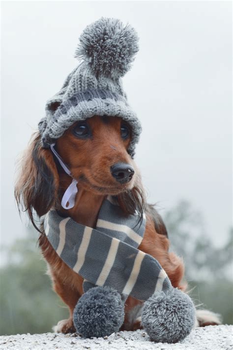 Minature Dachshund Wearing Winter Clothing Cute Dogs Cute Animals