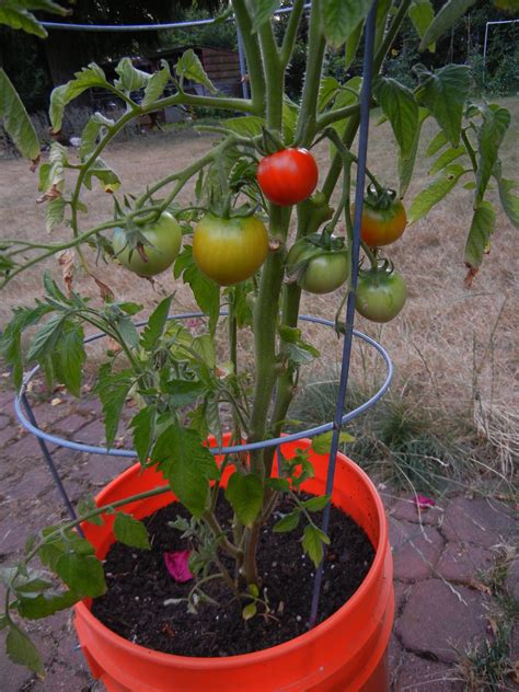 Growing Tomatoes In Pots Cherry Claypots Smallpots Hangingpots