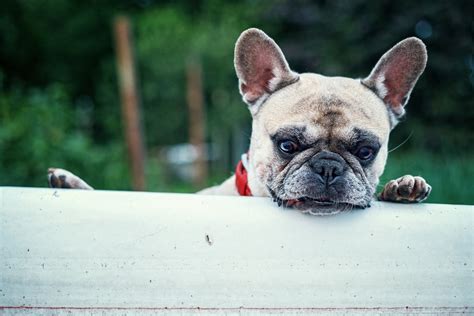 How To Get A French Bulldog To Stop Biting