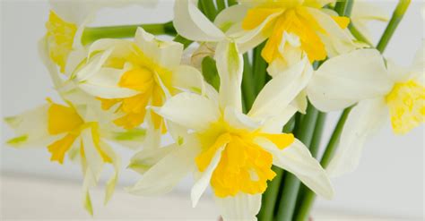 9 Popular Easter Flowers And Their Meanings Farmers Almanac