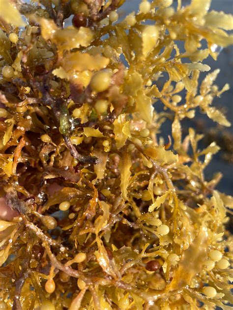 Onshore Breezes Bring Sargassum To The Beach Nature Walks With Judy