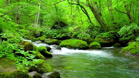 Mountain Stream In Green Forest Nature Sounds Flowing River Stream